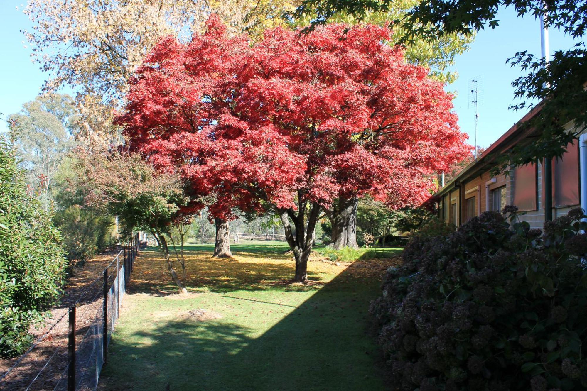 Buffalo Motel And Country Retreat Porepunkah Exteriér fotografie